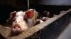 Leopoldsburg - Een gelukkig varken zegt 'knor'
