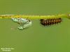 Hamont-Achel - Het is lente: parende snuitkevers