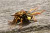 Hamont-Achel - Brandweer worstelt met wespen