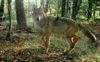 Leopoldsburg - Opgelet: overstekende wolvenwelpen