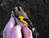 Oudsbergen - 'Distelvink moet nationale vogel worden'