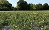 Hechtel-Eksel - De aardappelplanten bloeien