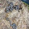 Hechtel-Eksel - Nieuwe slangengeneratie in het Pijnven