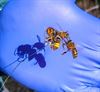 Hechtel-Eksel - Zwarte bijen vs. de Aziatische hoornaar