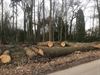 Houthalen-Helchteren - Honderden bomen geveld in kader van beheerwerken