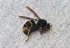 Hamont-Achel - Ten strijde tegen de Aziatische hoornaar