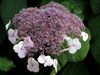Plant zonder naam