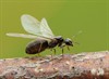 Overpelt - De koningin der vliegende mieren
