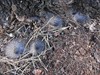 Hechtel-Eksel - Mijnenvelden voor mieren