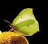Hamont-Achel - Tel dit weekend de vlinders in je tuin