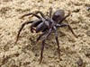 Hamont-Achel - 'Mijnspin' is spin van het jaar