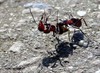 Meeuwen-Gruitrode - Eerste hulp bij de mieren