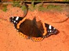 Neerpelt - Welke vlinder fladdert daar? (3)