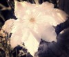 Meeuwen-Gruitrode - De clematis bloeit