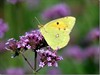 Hechtel-Eksel - Meer en andere vlinders door de zomer