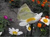 Hechtel-Eksel - Boem-boem-boem op een lekkere bloem