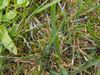 Hechtel-Eksel - Lekker slijmen in het gras