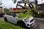 Drie auto's beschadigd door omvallende boom
