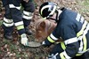 Pony bevrijd door brandweer