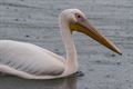 De Tervantse pelikaan (2)
