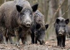 1.697 everzwijnen geschoten in Limburg