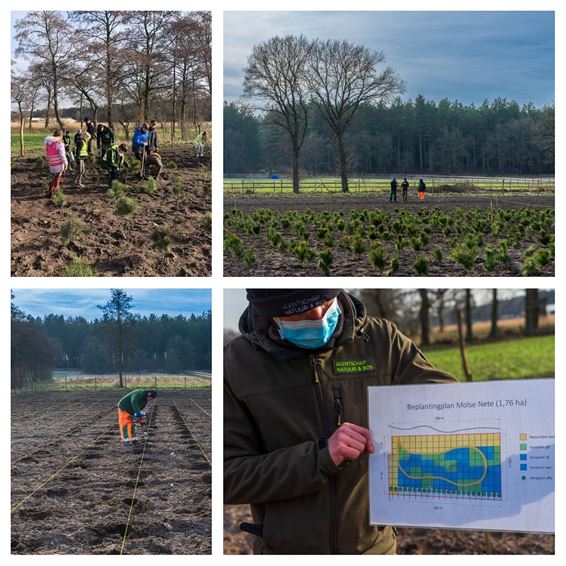 1,76 ha nieuw bos aangeplant - Lommel