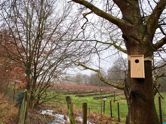 100 kastjes voor mezen bij Blueberry Fields - Beringen