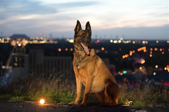 1000 honden voor Industrial Dog Walk - Beringen