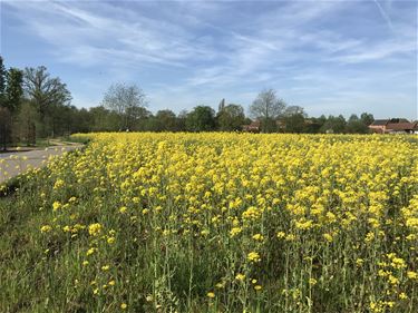 1000ha weidevogelgebied in Vallei van Zwarte Beek