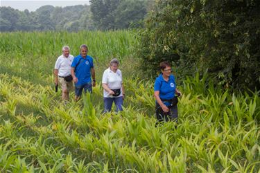 1150 wandelaars voor hoogzomertocht - Beringen