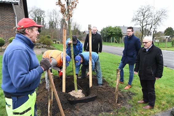 1200 klimaatbomen in Beringen - Beringen