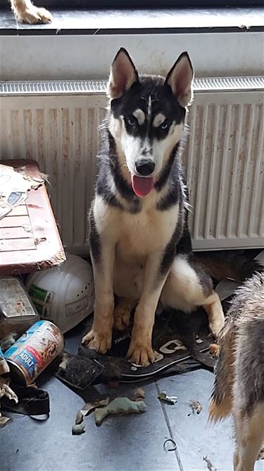 13 verwaarloosde honden in beslag genomen - Beringen