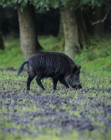 144 everzwijnen afgeschoten in Oudsbergen - Oudsbergen