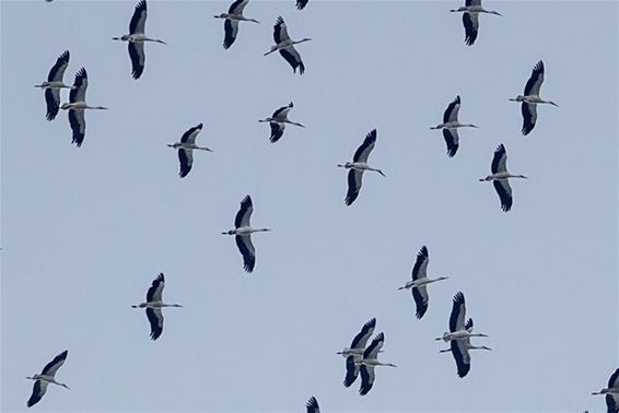 170 ooievaars passeren Maatheide - Lommel