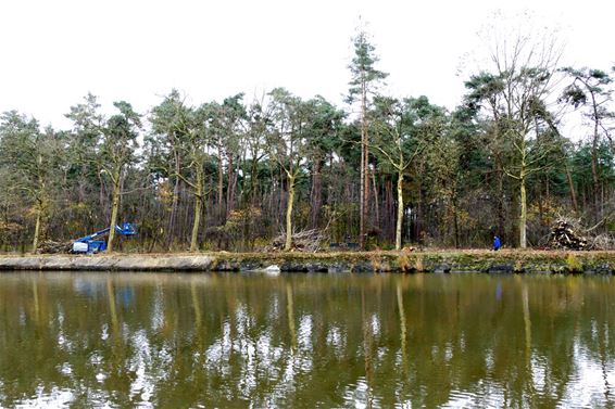 181 bomen worden gerooid - Neerpelt