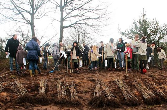 250 boompjes geplant op scoutsterrein - Hamont-Achel