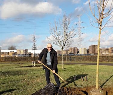 252 nieuwe bomen - Beringen