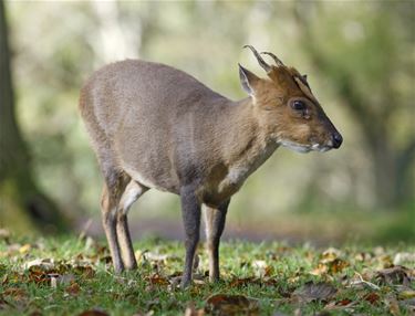 26 meldingen van Chinese muntjak in Pelt - Pelt