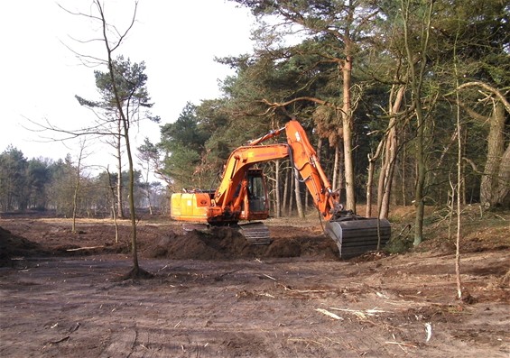 3 hectare nieuw heidegebied in Kattenbos - Lommel