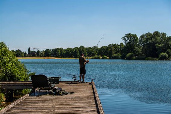 300 visvergunningen Paalse Plas - Beringen