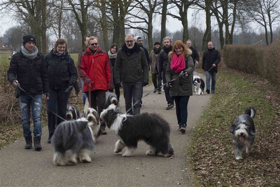 340 honden wandelen voor Villa Samson - Beringen