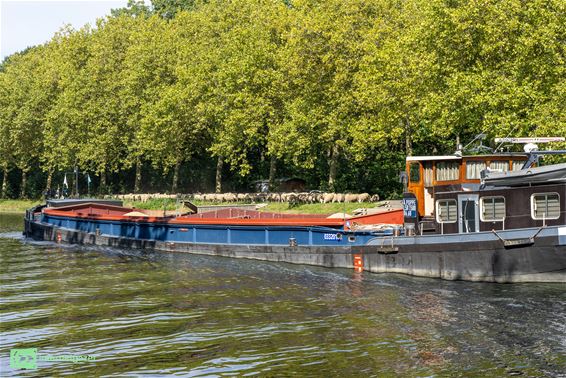Pelt - 350 schapen ruilen Achel in voor de Rooie Pier