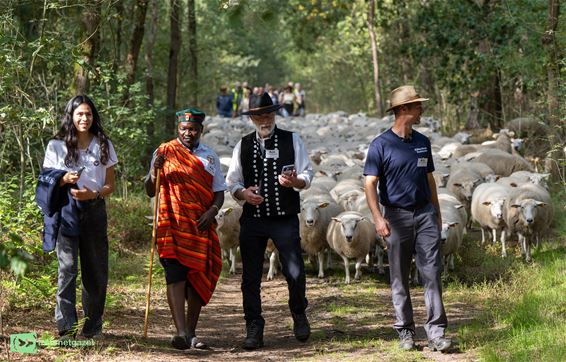 350 schapen trekken morgen door Pelt - Pelt
