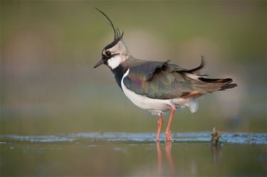 38% van Vlaamse broedvogels in gevaar