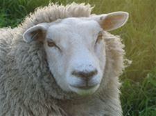 420 schapen geslacht voor Offerfeest - Beringen