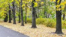 47.400 bomen langs gewestwegen