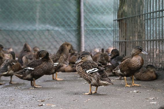 489 wilde eenden voor de jacht - Oudsbergen