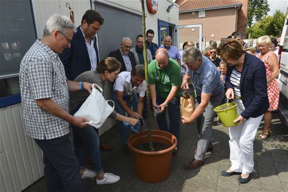 5x Beringen boom ter ere van Annemie Witters - Beringen