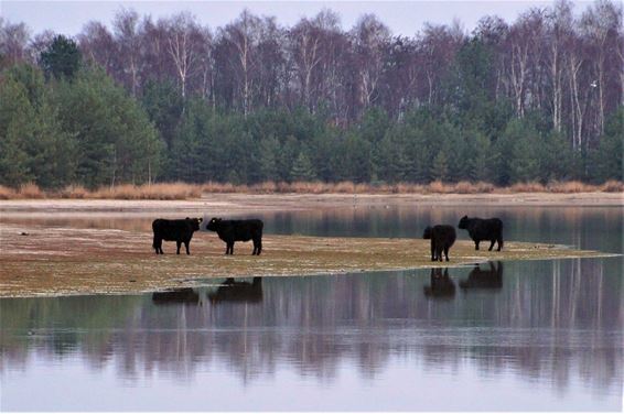 876 wandelaars bij De Grevenbroekers - Hamont-Achel