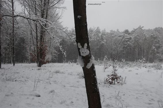 8cm dikke sneeuwlaag - Hechtel-Eksel